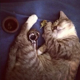 😴
