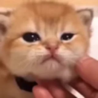 🐈‍⬛