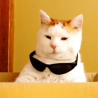 😺