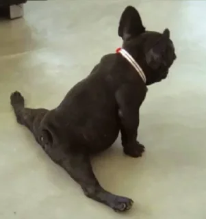 🤸‍♀️