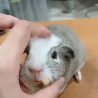 🐹