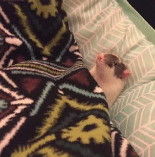 😴