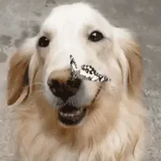 🦋