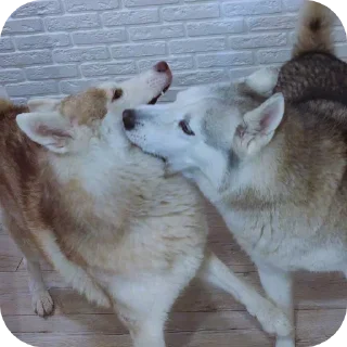 🐶