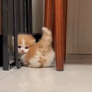🐈‍⬛