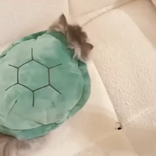 🐈‍⬛️