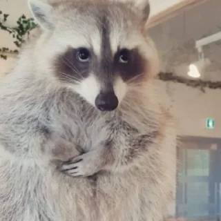 🥺