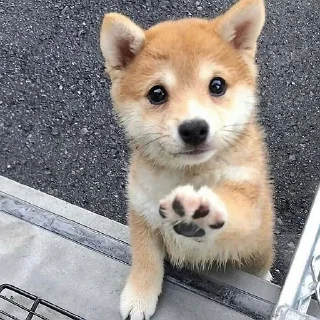 🐶
