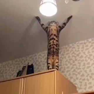 🐈
