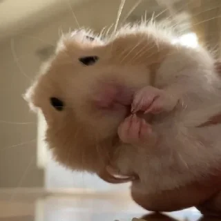 🐹