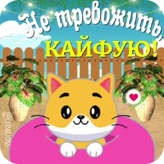 🐱