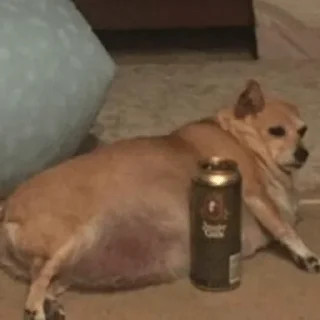 🐕