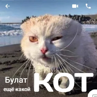 😺
