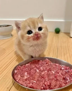 🐱