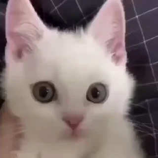 🐈‍⬛