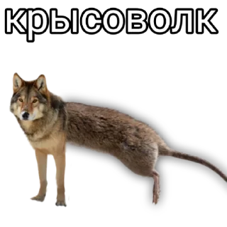 🐺