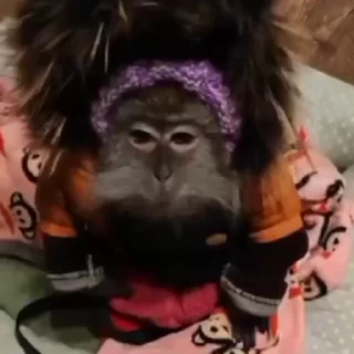 🐵
