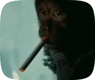 🐵