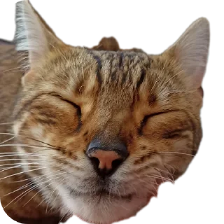 🐱