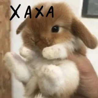 🐰