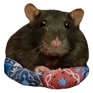 🐀
