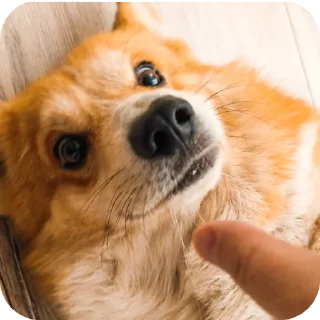 🐶
