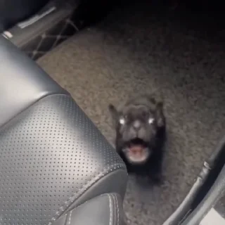 🤩