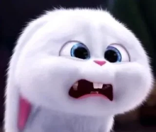 🐰