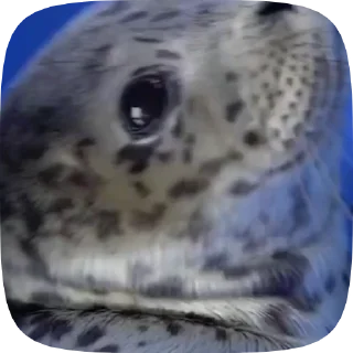 🥺