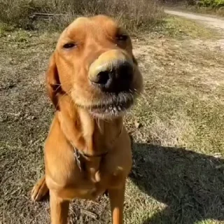 🥸