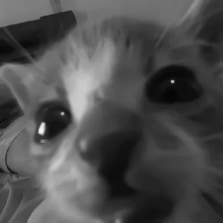 🐈‍⬛️