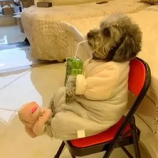 🐶
