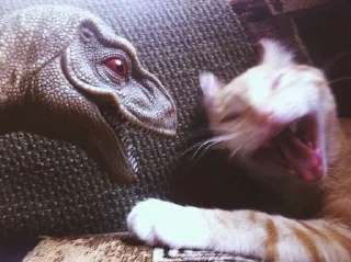 🐱