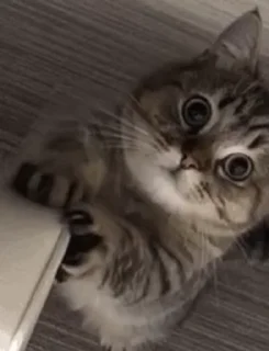 🐱