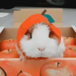 🍎