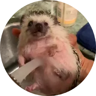 🦔