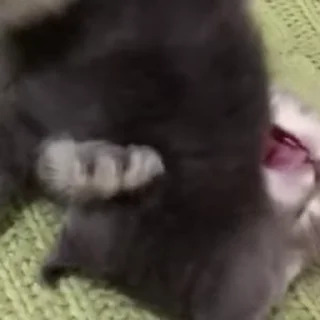 🐈