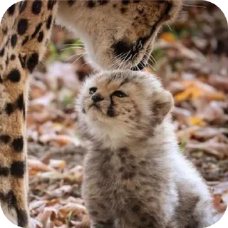 🐱