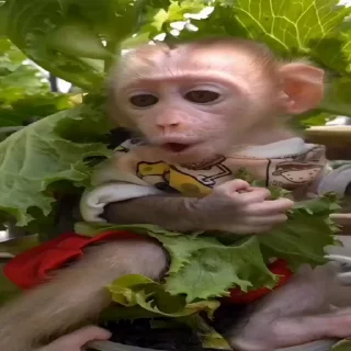 🐵