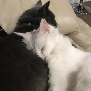 💗