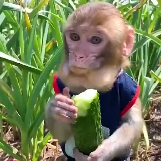 🥒