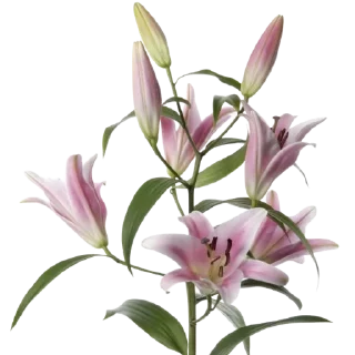 🌸