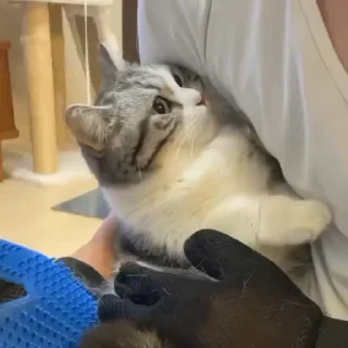 🐾