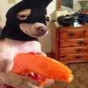 🐶