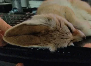 💤
