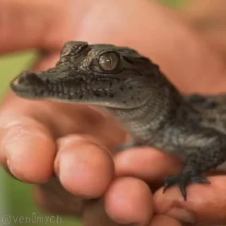 🥺