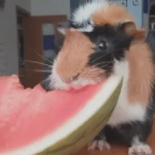 🍉