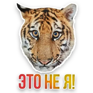 🐯