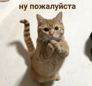 🙏