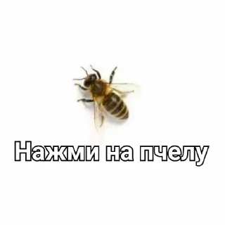 🐝